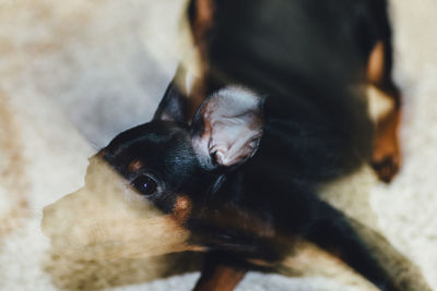 High angle view of dog looking away