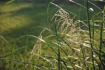 Close-up of crops growing on field