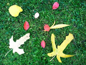 Close-up of flowers on grass