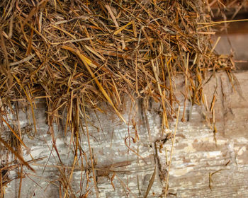 Close-up of dry plants in water