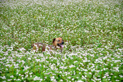 Dog lying down on field