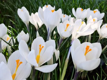 Close-up of white crocus flowers on field