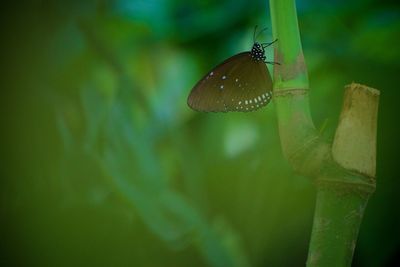 Close-up of butterfly on leaf