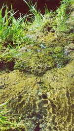 Plants growing in water