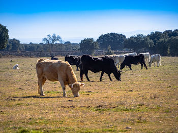 Cows on field