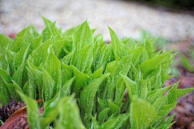 Close-up of fresh green plant