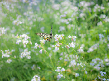 Close-up of butterfly pollinating on flower