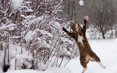 View of cat playing in snow covered landscape