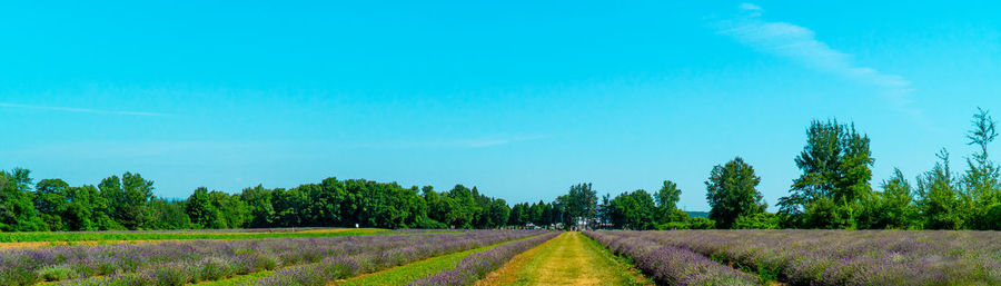 Road amidst trees on field against sky