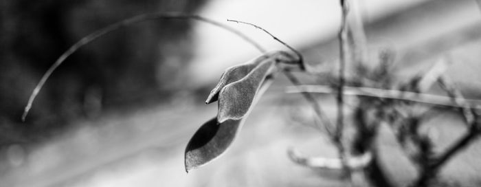 Close-up of plant