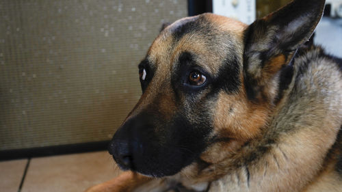 Close-up portrait of dog