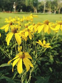 Close-up of honey bee on yellow flower