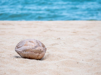 Close-up of a coconut shell on sand beach