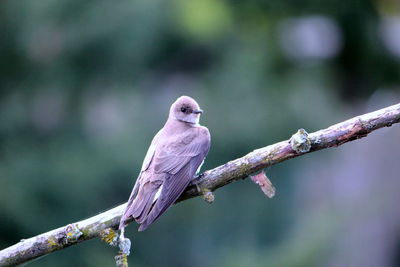 Close-up of bird perching on branch