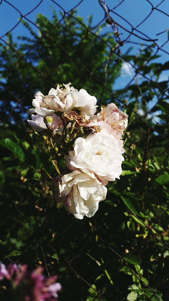 flower, freshness, fragility, growth, white color, petal, beauty in nature, flower head, close-up, nature, focus on foreground, blooming, in bloom, blossom, tree, plant, branch, springtime, outdoors, day