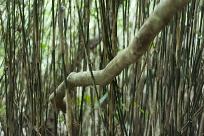 Close-up of tree trunk