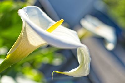 Close-up of white flower in park