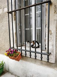 Cat and potted plants on window sill