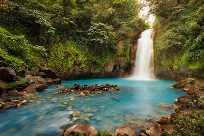 Scenic view of waterfall in forest