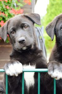 Close-up of a dog