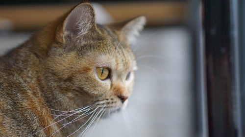 Close-up of a cat looking away