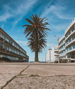 Palm trees by road against sky in city