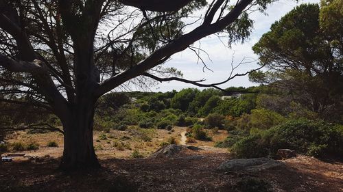 Trees in forest