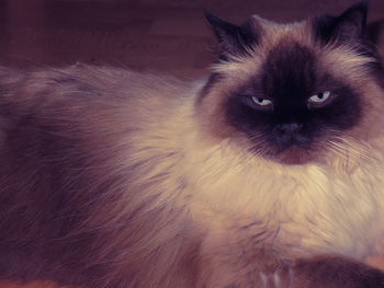 Close-up portrait of cat