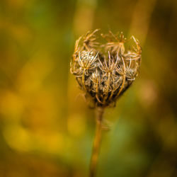 Close-up of dried plant