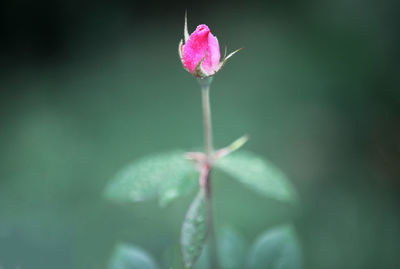 Close-up of pink flowers