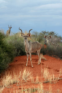 Greater kudu by plants on field against sky