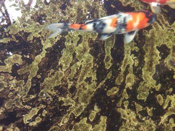 Close-up of fish swimming in water