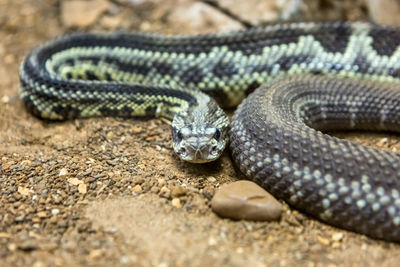 Close-up of lizard on land