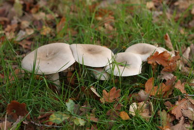 Close-up of white flowers on field