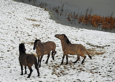 Horses on field during winter