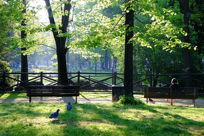 Bench and trees in park