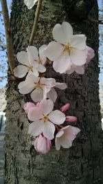 Close-up of flower tree