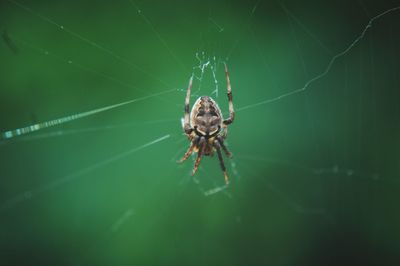 Close-up of spider on web