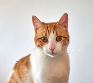 Close-up portrait of a cat against white background