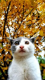 Close-up portrait of cat