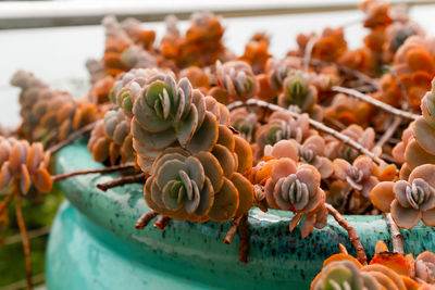 Close-up of fruits for sale at market stall