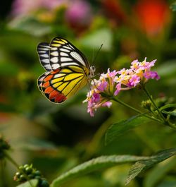 Close-up of butterfly pollinating on flower
