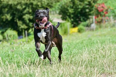 Dog running on field