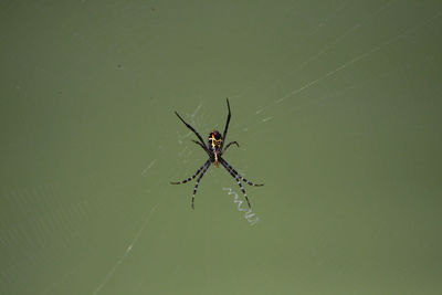 Close-up of spider on web