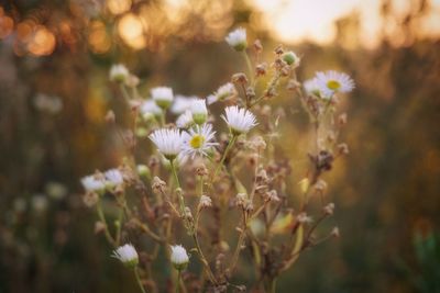 Close-up of flowering plant