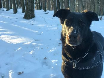 Dog on snow field during winter