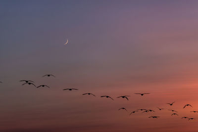 Flock of birds flying in sky