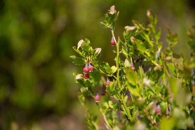 Close-up of red flowering plant