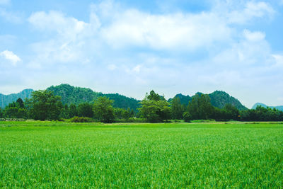 Scenic view of field against sky