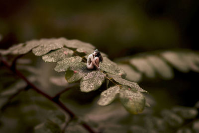 Close-up of insect on flower